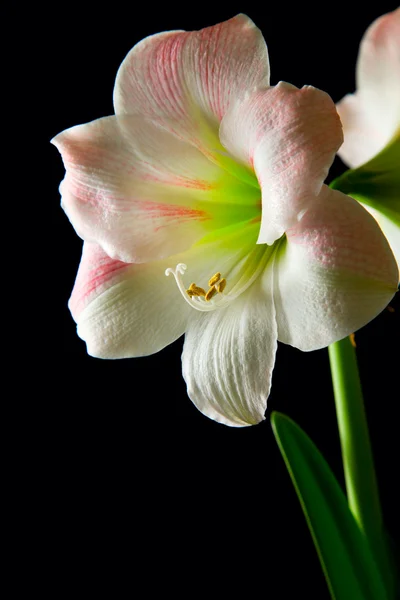 stock image Amaryllis lily