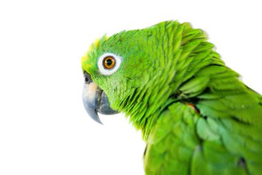 Amazon parrot clipart