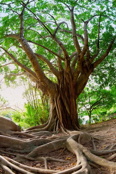 Tropik ağaç — Stok fotoğraf