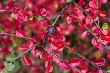 Red berry on a branch clipart