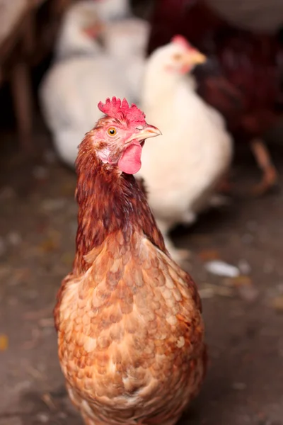 stock image A hen