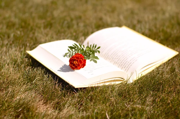 本と花 — ストック写真