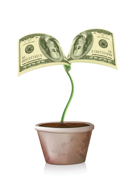 100 dollars sprout — Stock Photo, Image