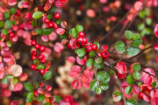 stock image Red berry on a bush