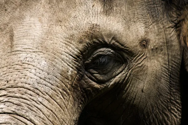Uma cabeça de elefante de perto — Fotografia de Stock