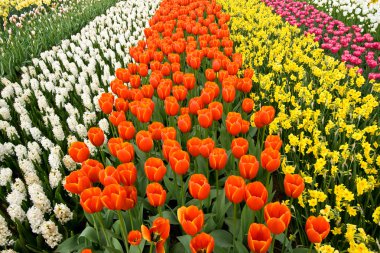 A field of colorful flowers clipart