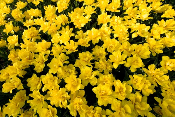 A field of yellow tulips top view — Stock Photo, Image