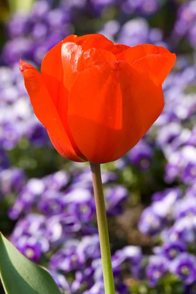 A single red tulip — Stock Photo, Image