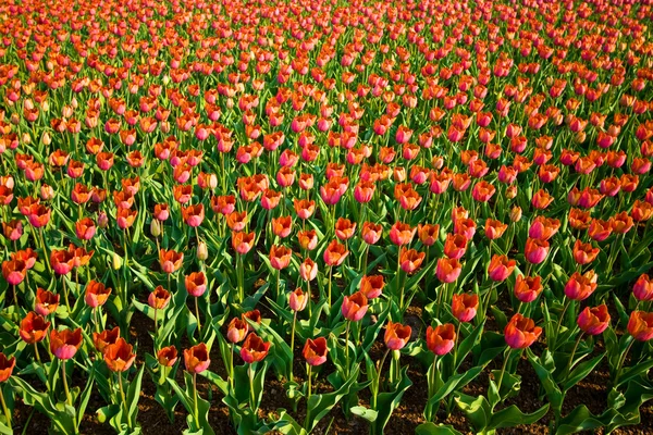 Ett fält röda tulpaner — Stockfoto