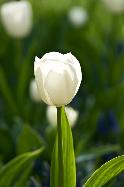 Un solo tulipán blanco — Foto de Stock