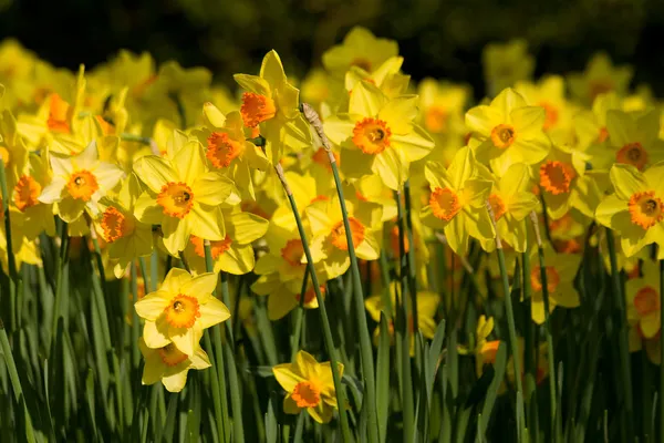 A field of yellow daffodils — Stock Photo, Image