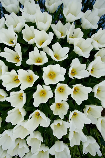 Een bed van witte tulpen gezien vanaf de top — Stockfoto