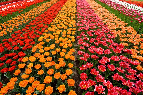 Барвисте поле тюльпанів — стокове фото