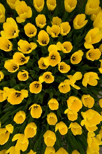 Una cama de tulipanes amarillos vista superior — Foto de Stock