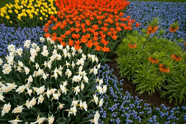 Un colorido campo de flores — Foto de Stock