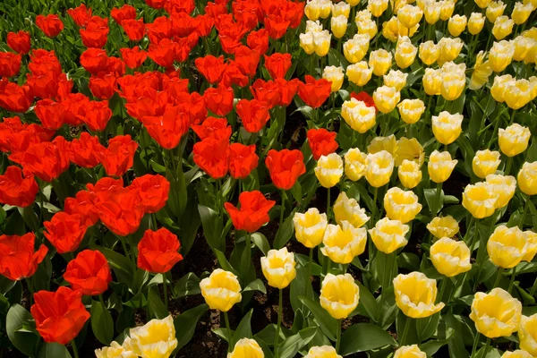 Un campo de tulipanes rojos y amarillos — Foto de Stock