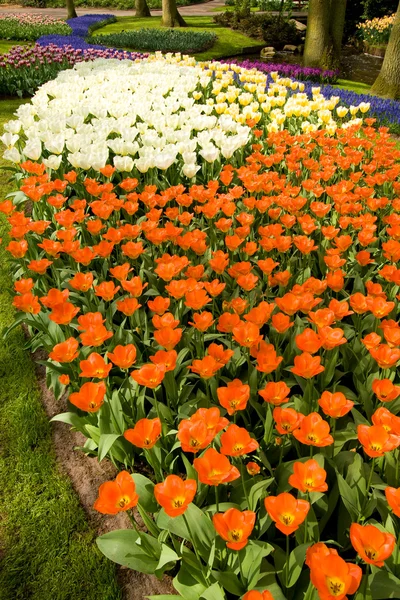 Un champ coloré de tulipes dans le parc — Photo