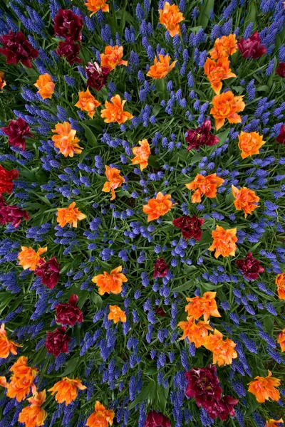Uma cama colorida de tulipas e jacintos — Fotografia de Stock