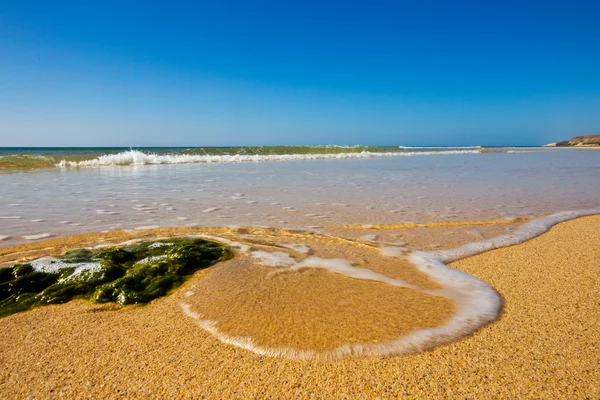 Algae on a beach — Stock Photo, Image