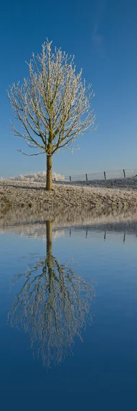 Reflexão de uma árvore na água — Fotografia de Stock