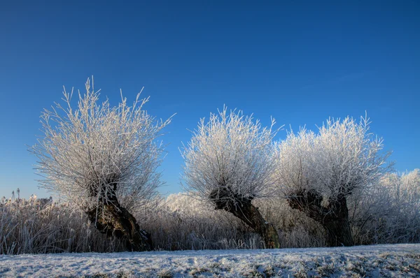 Три дерева в зимнем пейзаже — стоковое фото