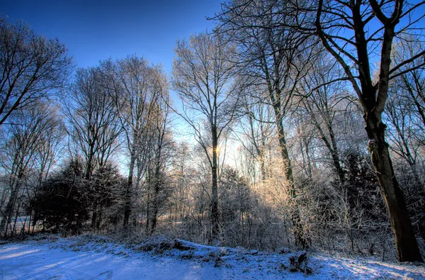 Солнечные лучи в зимнем лесу — стоковое фото