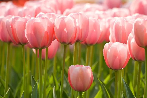 Een gebied van roze tulpen Stockfoto