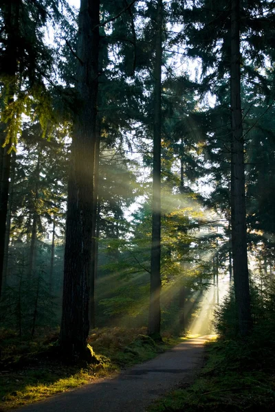 stock image Sun rays in the forest