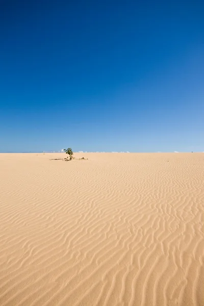 Lonely tree in the desert dunes — Stock Photo, Image