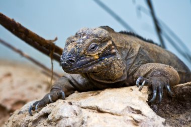 istirahat uykulu bir iguana