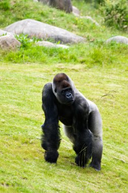 A silverback gorilla in the grass clipart