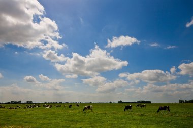 A Dutch landscape with grazing cows clipart