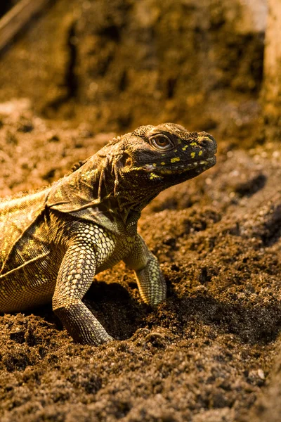 Bir iguana dinlenme — Stok fotoğraf