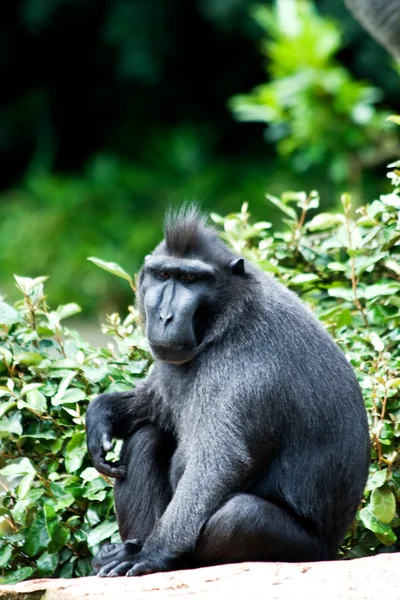 在一些灌木休息一只狒狒 — 图库照片