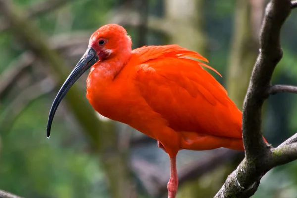 stock image A red scarlet resting on one leg