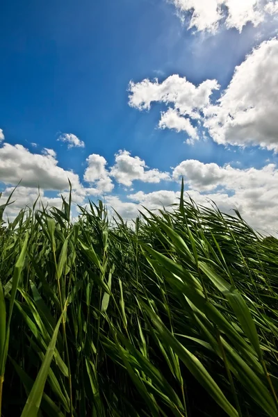 Трава на ветру под солнцем — стоковое фото