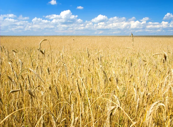 stock image Wheat field