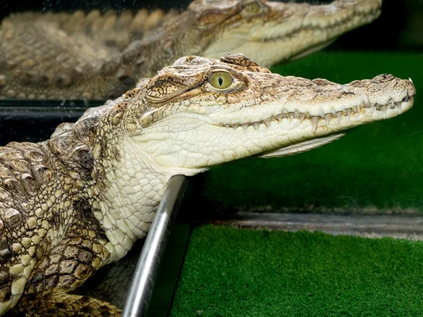 stock image Alligator