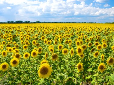 Field of sunflowers clipart