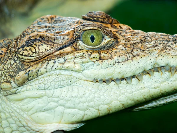 stock image Crocodile`s head