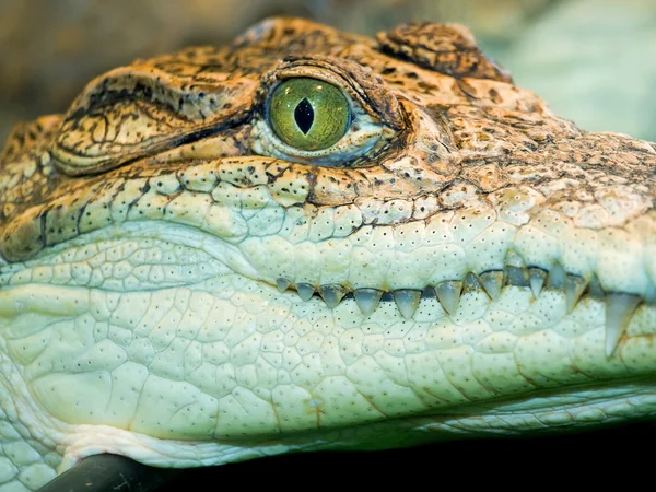 stock image Crocodile`s head