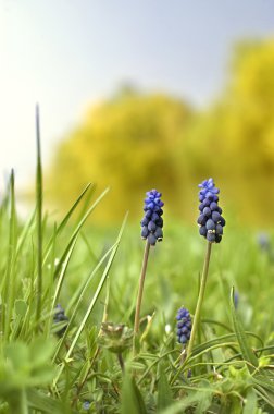 Muscari