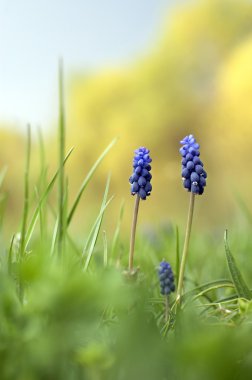 Muscari