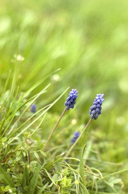 Muscari