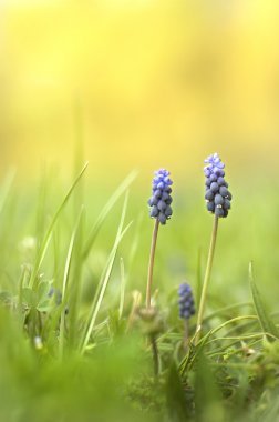 Muscari