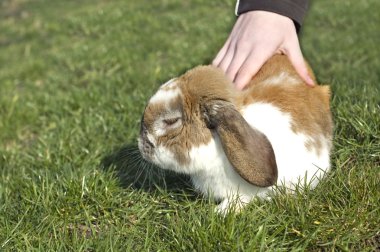 Little rabbit sitting clipart