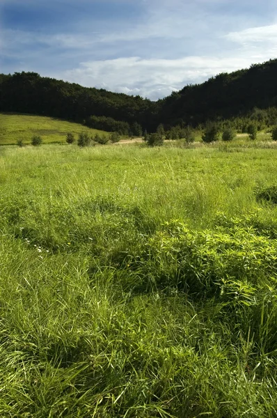 Krajina s řekou a green hills — Stock fotografie