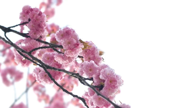 stock image Spring blossom