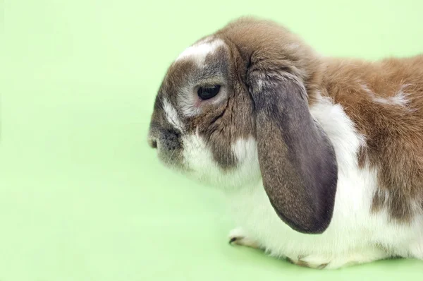 Oturan küçük tavşan — Stok fotoğraf