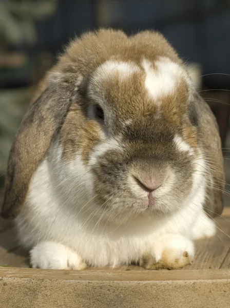 Kleines Kaninchen sitzend — Stockfoto